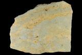 Cruziana (Fossil Trilobite Trackway) Plate - Oklahoma #114603-1